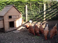 Chickens in Sensory Garden